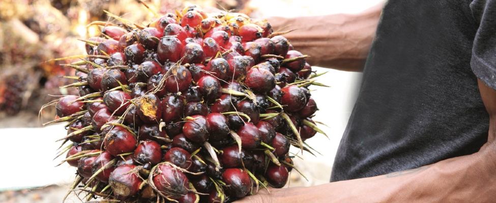 RSPO palmiõli tarneahela sertifikaat