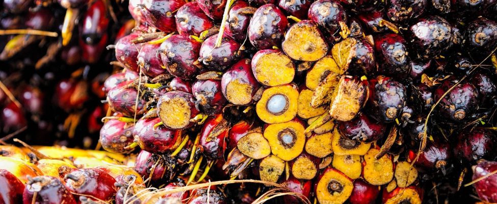 RSPO palmiõli tarneahela sertifikaat