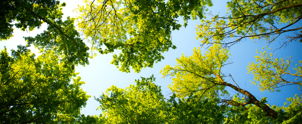 FSC<sup>®</sup> puidu tarneahela sertifikaat