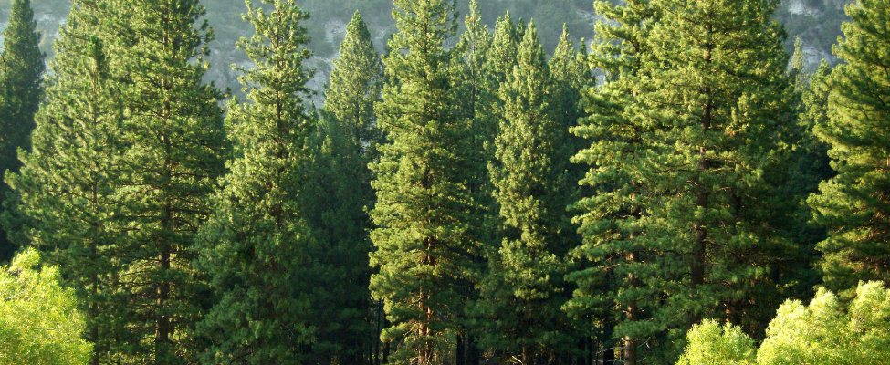 PEFC puidu tarneahela sertifikaat