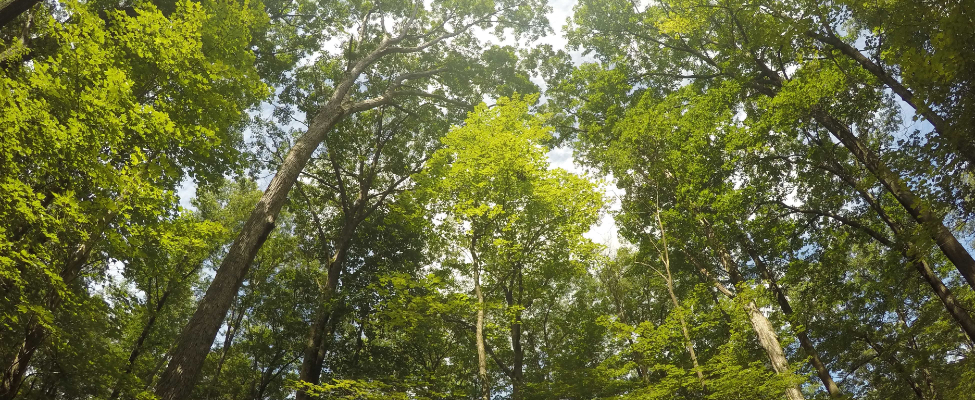 FSC<sup>&reg;</sup> metsamajandamise sertifikaadid