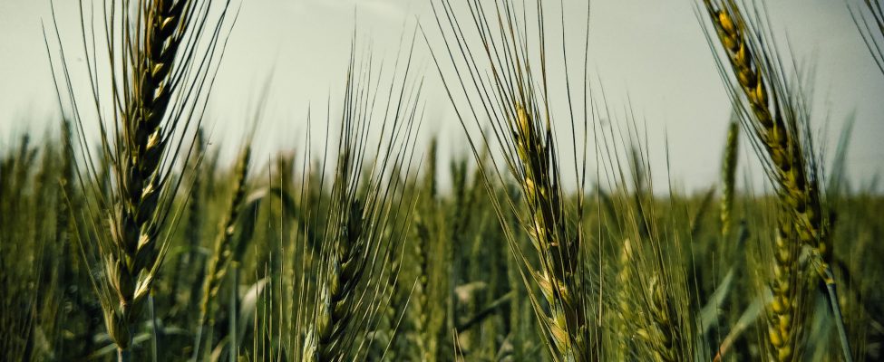 GLOBALG.A.P. (Good Agricultural Practice) Hea põllumajandustava