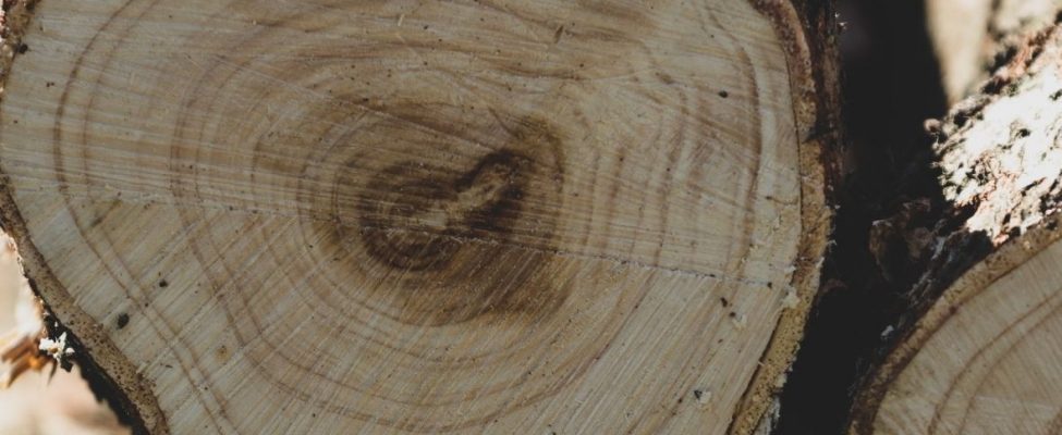 PEFC on väljastanud uue PEFC tootegruppide kategooria nimekirja