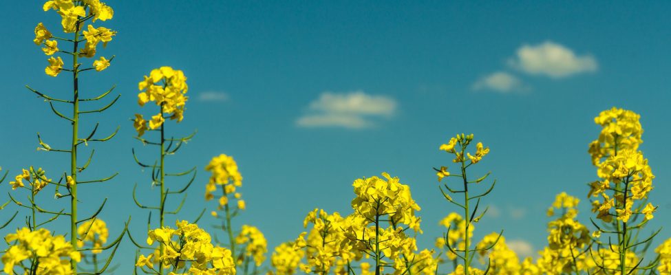 ISCC EL tunnustus RED II alusel on kinnitatud