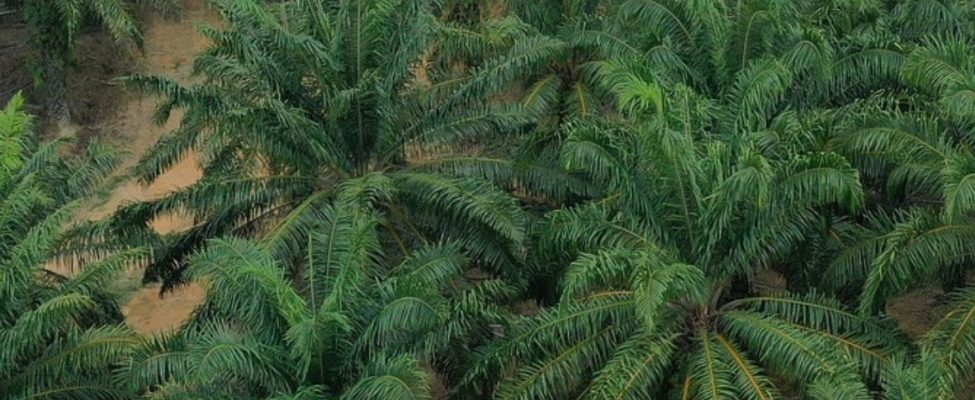 Assurance Services International (ASI) annab meie sertifitseerimisasutusele BM Certification akrediteeringu RSPO tarneahela sertifitseerimiseks