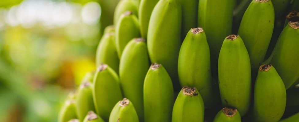 Jätkusuutlikkus ka banaanisektoris – Rainforest Alliance banaaniprogramm