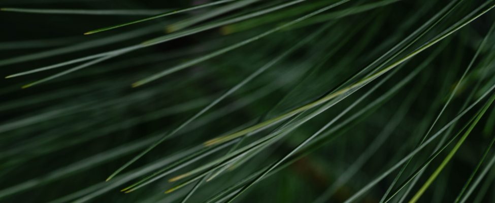 PEFC pikendas määramata ajaks määrangut “Konfliktipuit” Venemaalt ja Valgevenest pärit puidule