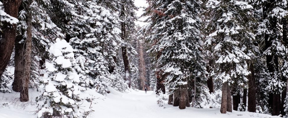 FSC® COVID-19 erandid ja tõlgendused kehtivad nüüd kuni 30. aprillini 2023
