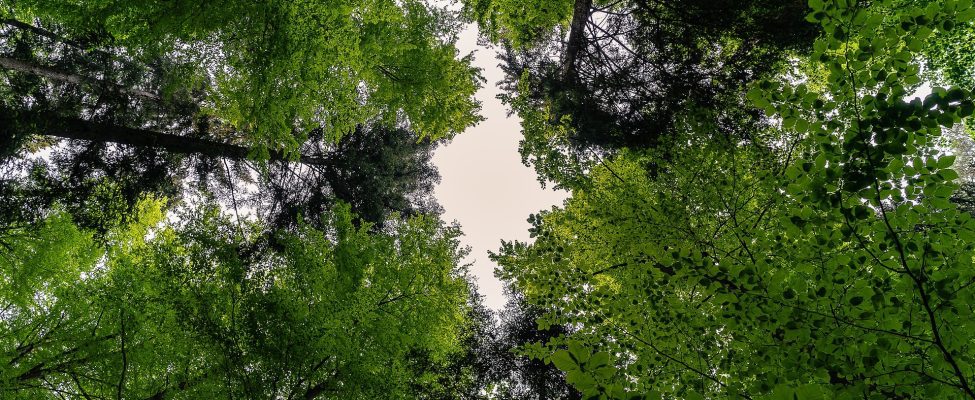 Rahvusvaheline metsapäev