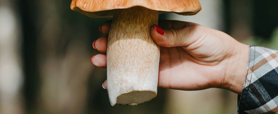 Metsad, toit ja tarneahela sertifikaadi tähtsus