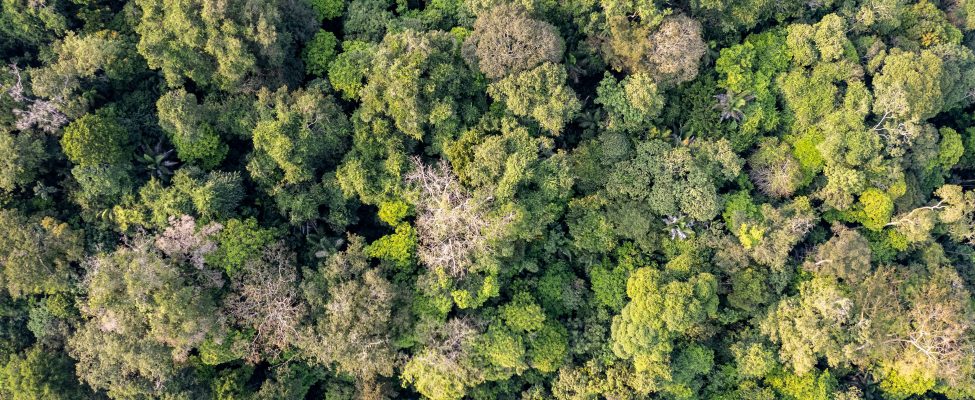 PEFC üldkogu kiitis heaks RED III standardid